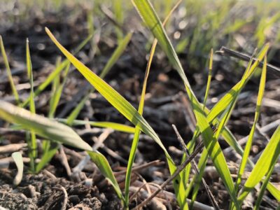 Por falta de lluvias impediría lograr el récord de siembra de trigo en Argentina