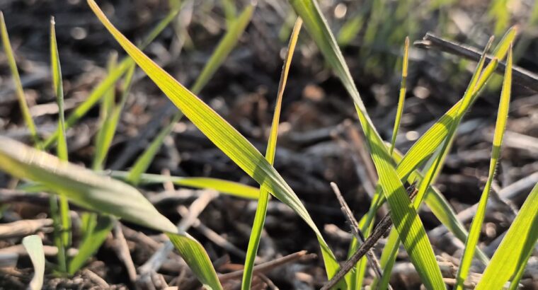 Por falta de lluvias impediría lograr el récord de siembra de trigo en Argentina