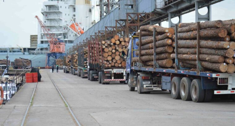 El pino sigue estable en el segundo semestre del año