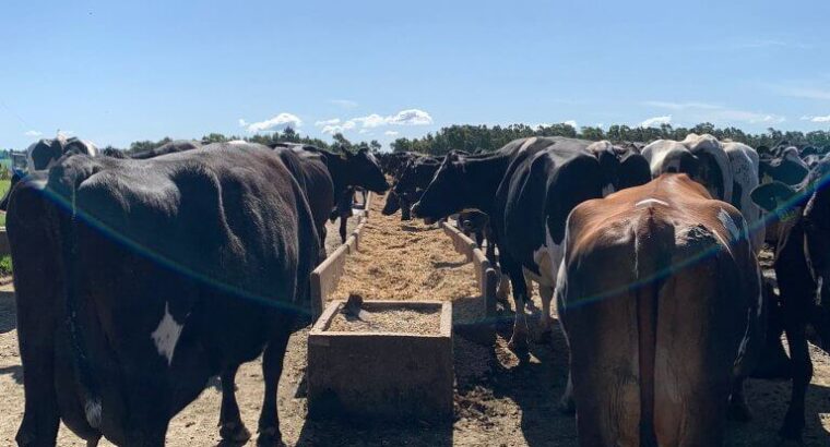 Taller: Buenas prácticas en gestión ambiental de tambos