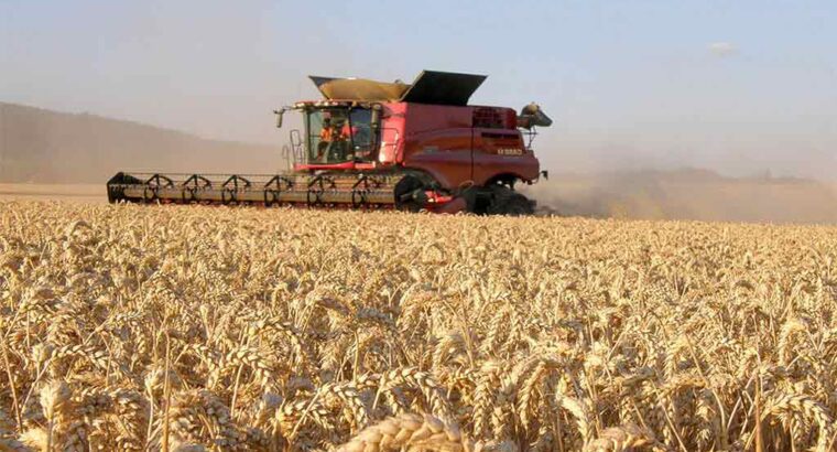 Sorprenden los rendimientos del trigo cosechado en la zona núcleo de Argentina