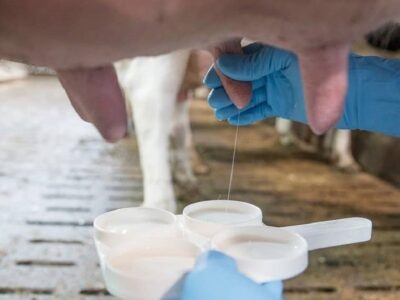 Nuevas tecnologías para la prevención de mastitis