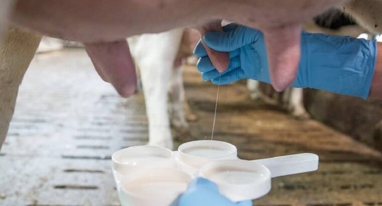 Nuevas tecnologías para la prevención de mastitis