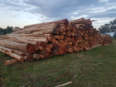 Año récord para el eucalyptus