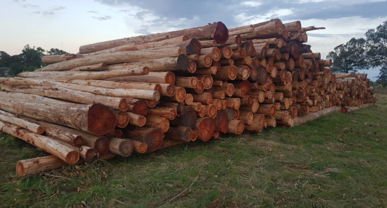 Año récord para el eucalyptus